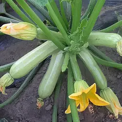 Насіння кабачок Кавілі ф1 10шт.