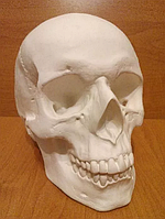 Череп гипсовый, череп человека из гипса 1:1, ручная робота