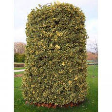 Падуб гостролистий Madame Briot 2 річний, Падуб остролистный Мадам Бриот, Ilex aquifolium Madame Briot, фото 3