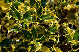 Падуб гостролистий Madame Briot 2 річний, Падуб остролистный Мадам Бриот, Ilex aquifolium Madame Briot, фото 2
