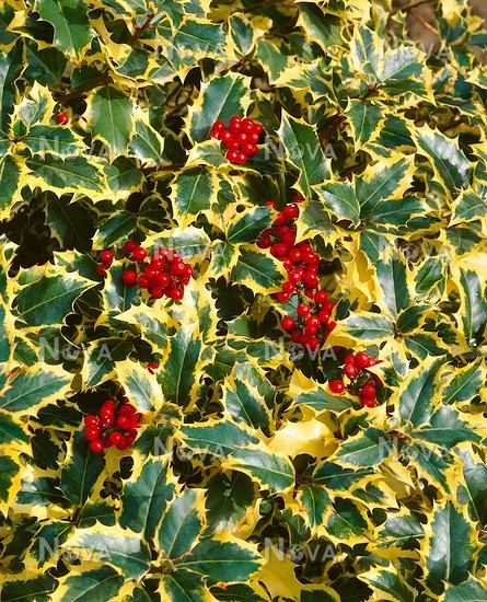 Падуб гостролистий Madame Briot 2 річний, Падуб остролистный Мадам Бриот, Ilex aquifolium Madame Briot