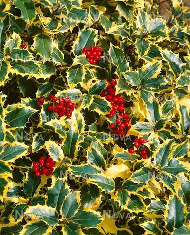 Падуб гостролистий Madame Briot 2 річний, Падуб остролистный Мадам Бриот, Ilex aquifolium Madame Briot, фото 1