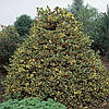 Падуб альтаклеренський Golden King 3 річний, Падуб альтакларенский Голден Кинг, Ilex altaclerensis Golden King, фото 9