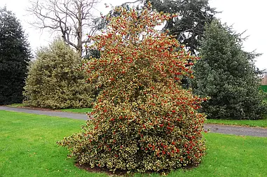 Падуб альтаклеренський Golden King 3 річний, Падуб альтакларенский Голден Кинг, Ilex altaclerensis Golden King