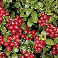 Брусниця Руно Білявське