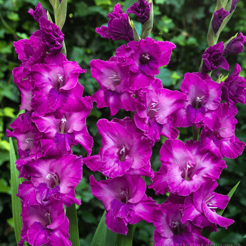 Гладіолуc Belvedere 12/14, фото 1