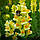 Насіння Ротики жовте 0.2 г, Seedera, фото 2
