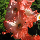 Гладіолус Coral crush 12/14, фото 4