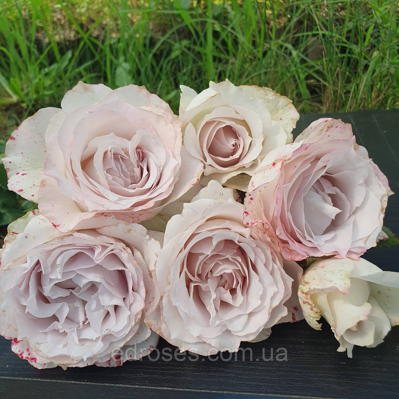 Сафіретто , Сафіррет (Safiretto, Saphirret), фото 1