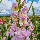 Гладіолус Magenta princess 12/14, фото 3