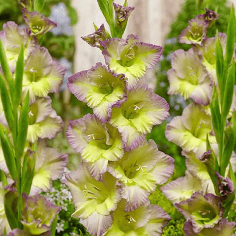 Гладіолус Moonlight shadow 12/14