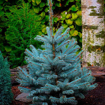 Саджанці Ялини блакитної Санта Фе (Picea pungens Santa Fe)