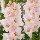 Гладіолус Pink lightning 12/14, фото 4
