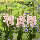 Гладіолус Pink lightning 12/14, фото 5
