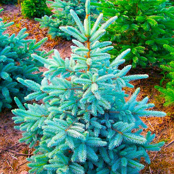Саджанці Ялини блакитної Глаука Місті Блю (Picea pungens Glauca Blue)