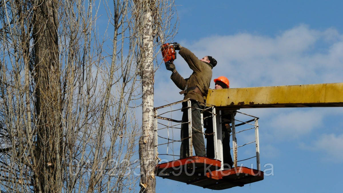 Кронування дерев — Омолоджувальне обрізання, фото 1