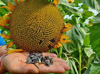 Кондитерські сорти великоплідного соняшника.
