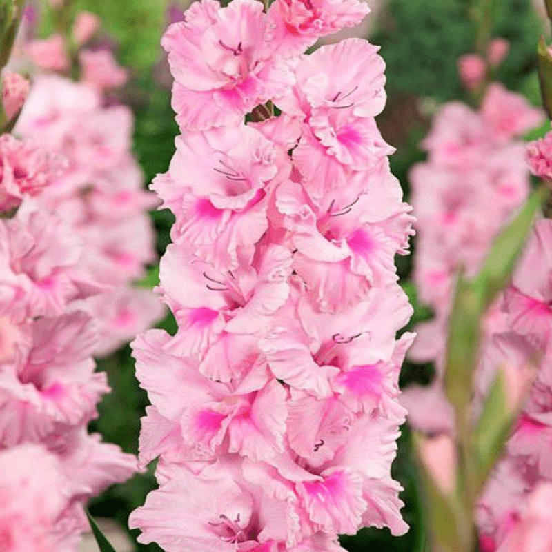 Гладіолус Soft innocence 12/14