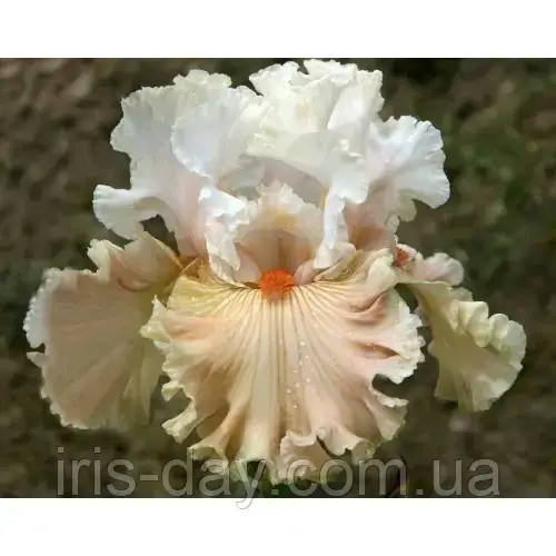 Ірис Wind Beneath My Wings (Black 2019) (Саженці), фото 1