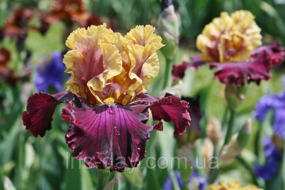 Ірис Dramatic Encounter (Lesley Painter 2013) (сажінки), фото 1