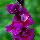 Гладіолус Velvet Raspberry 12/14, фото 5