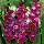 Гладіолус Velvet Raspberry 12/14, фото 4
