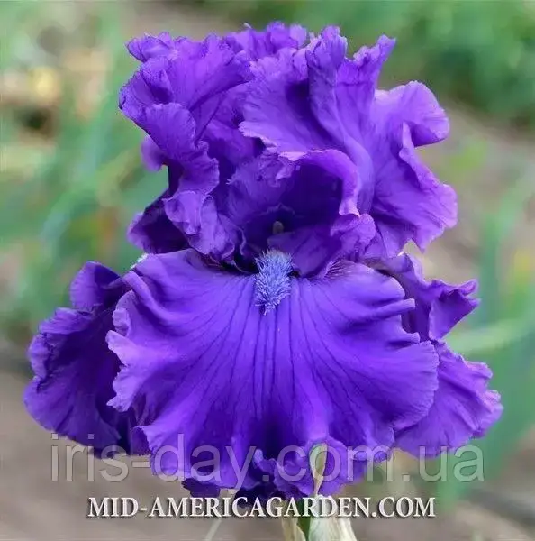 Ірис Once Upon a time (Black 2018) (саженцы), фото 1