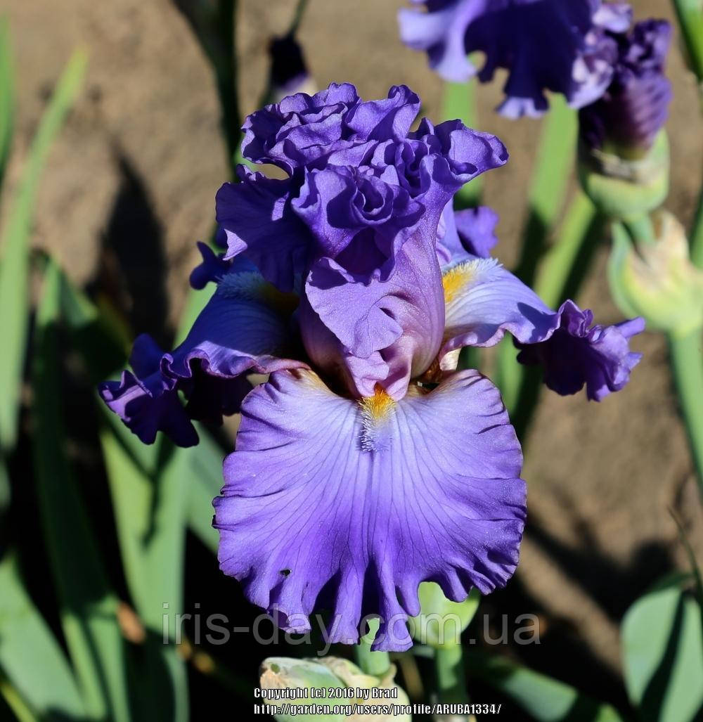 Ірис Persistent Love (Johnson 2016) (сажінки), фото 1