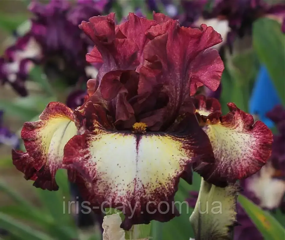 Ірис Locomotion Локомоушн (Johnson 2017) (сажінки), фото 1