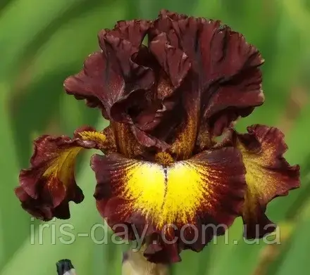 Ірис Flash Mob Флеш Моб (Keppel 2015) (сажінки), фото 1