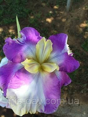 Ірис Wichita Falls (Benson, Rhodes 2018) (сажінки), фото 1