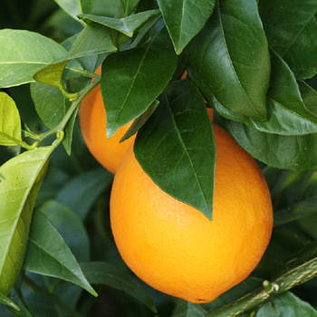 Саджанці апельсина Вашингтон Навел (Citrus sinensis Washington navel)