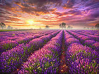 Алмазна Мозаїка SHLab Поле Лаванди Набір Вишивки Камінням SH-15153 40x30 см (Повна Викладка)