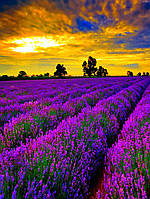 Алмазна Мозаїка SHLab Лавандове Поле Набір Вишивки Камінням SH-15152 30x40 см (Повна Викладка)