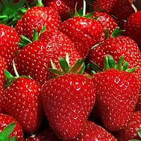 Полуниця Світ Чарлі