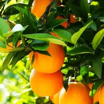 Саджанці апельсина Валенсія - ранній, ароматний, солодкий