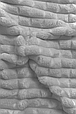Покривало з наволочками 150×220 однотонні шикарні, полуторне покривало на ліжко Світло сірий, фото 4