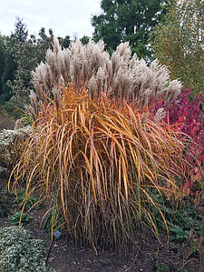 Міскантус китайський 'Roter Pfeil', конт. 3 л