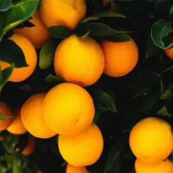 Саджанці апельсина Навелина (Navelina) - ранній, кімнатний, скороплідний