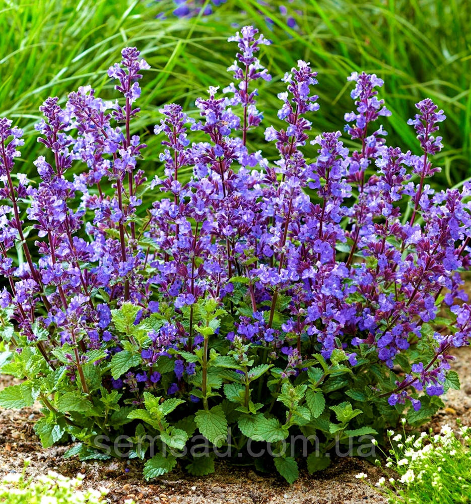 Котовник великоквітковий Саммер Меджик \ Nepeta grandiflora 'Summer Magic' (саджанці 1.5л)