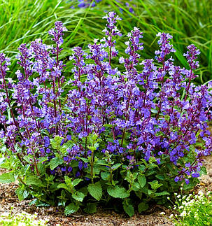 Котовник великоквітковий Саммер Меджик \ Nepeta grandiflora 'Summer Magic' (саджанці 1.5л), фото 2