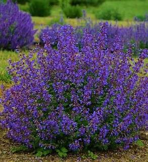 Котовник великоквітковий Саммер Меджик \ Nepeta grandiflora 'Summer Magic' (саджанці 1.5л), фото 2