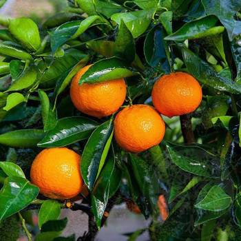 Саджанці апельсина Ванил Сангуино (Citrus Vainiglia Sanguigno) - ранній, кімнатний, скороплідний