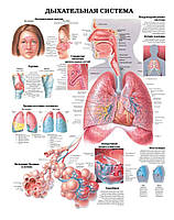 Плакат А3. Дихальна система