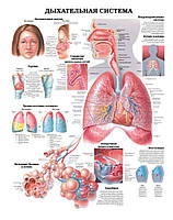 Плакат А3. Дыхательная система
