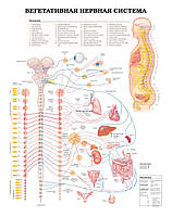 Плакат А3. Вегетативная нервная система
