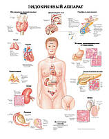 Плакат А3. Эндокринный аппарат