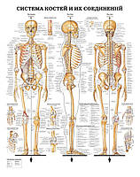 Плакат А3. Система костей и их соединений