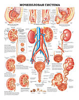 Плакат А3. Мочеполовая система Ламінація