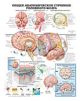 Плакат А3. Общее анатомическое строение головного мозга